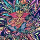 dear-optimist avatar