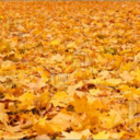 dear-pumpkin-blog avatar