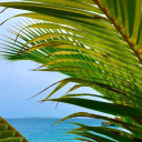 dear-wallflower avatar