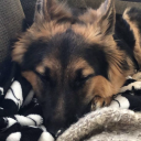 dearestboneboy avatar