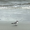 dearfriendofgulls avatar