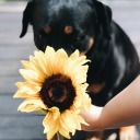 dearlydandelion avatar