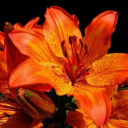 dearopheliaimsorry avatar