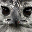 dearqueerdeers avatar