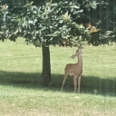 dearstreetbabe avatar