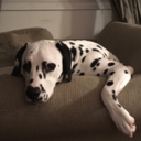 death-by-dragonfire avatar