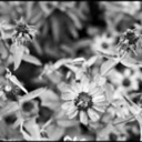 death-is-different avatar