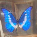 death-is-my-way-of-life avatar