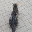 death-of-credibility avatar