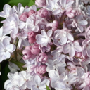 death-penalty-for-gum-chewers avatar