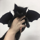 deathanddecayincarnate avatar