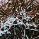 deathbecomesthxm avatar