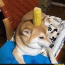 deathbymelons avatar