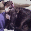 deathcarpoolforcutie avatar