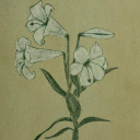 deathlessflower avatar