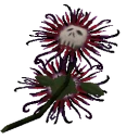 deathlybloomer avatar