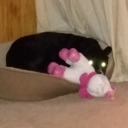 deathofshadows95 avatar