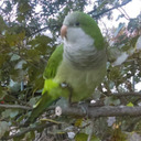 deathraptor6080 avatar