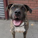 deathrowdogsny avatar