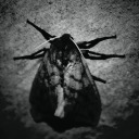 debaucherae avatar