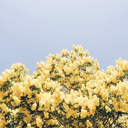 debbie-is-trying avatar