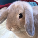 debnambunny avatar