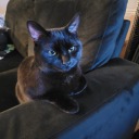 debussy-cat-dolls avatar