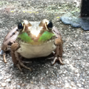 decadentpoetrypenguin avatar