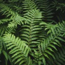 decadentwombatbasement avatar