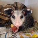 decafdirtychai avatar