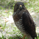 decaffeinatedfansharkgarden avatar