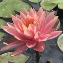 decaffeinatedpenguinpenguin avatar