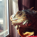 decalpery-blog avatar