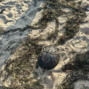 decapodareptanita avatar