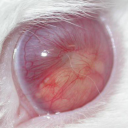 decayingthoughts avatar