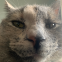 decemberstars avatar