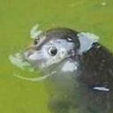 decentdescend avatar