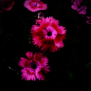 deciduous-dianthus avatar