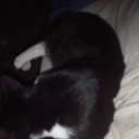 deciduouswaves avatar