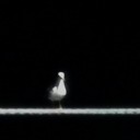 deckhandishly avatar