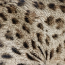 declaweddisabledpurebred avatar