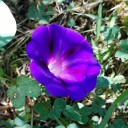 decorativedeviation avatar