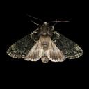 deeerlydeparted avatar