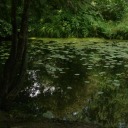 deep-forest-creature avatar