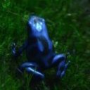 deepbluefrog avatar