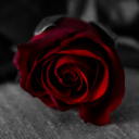 deepcrimsonroses avatar