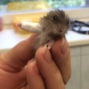 deepesttoadsludgepasta avatar