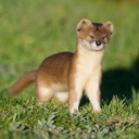 deepforestdarling avatar