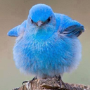 deepgladiatorbluebird avatar