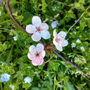 deeplyinlovewithyou avatar